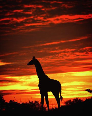 Photography Safaris